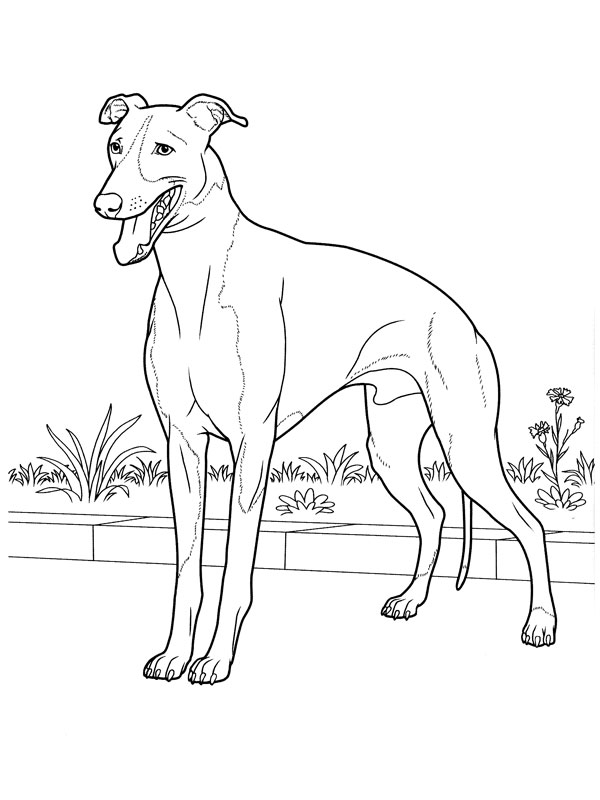 coloriage chien greyhound